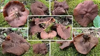 Schildf&ouml;rmige Scheibchenlorchel, Auwald-Scheibchenlorchel, Laubholz Scheibenlorchel, Gyromitra parma