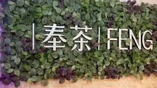 FENGCHA perfect Drinks to cool down in hot summer