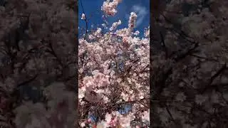 Happy first day of spring #nyc #spring #cherryblossom