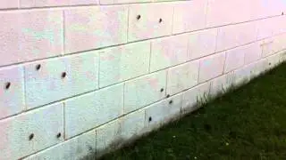 TN cicada invasion HD, 2011