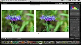 Программная цветопроба в Lightroom Classic