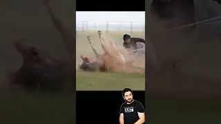 Horses hunting skills, @GoharAST