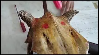 Study On Trephining Site Of Cattle Skull | Surgical Anatomy Study SAU