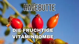 Wissenswertes &uuml;ber Hagebutte ❣️