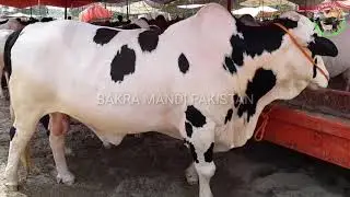 Cow mandi - Beauties of Saggian Mandi - qurbani eid - bakra mandi 2018 videos