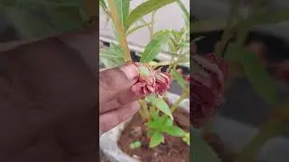 Balsam/chilaka mukku||how to collect seeds#homegardening#plants #gardening #balsamplant#telugu