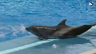 How Dolphins Use Tools to Hunt?🐬