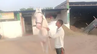 Royal stud farm bhabhar 🥇🐎 is live