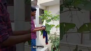 harvesting bottle gourd 🪴