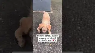 Skin and bones&hellip; but still wagging his tail, still hoping for love.