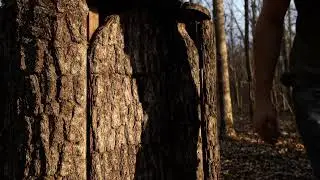 Building a Secret House Inside a Tree Trunk 🌲   Alone in the Forest Rain ASMR Survival