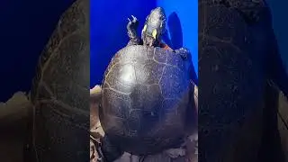 Color conscious painted turtle carries out a very detailed inspection of a blue wall. #turtle #color