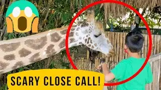 Auto Safari Chapin in Guatemala! #safari #zoo #guatemala