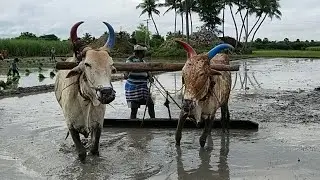 Framar cultivate agriculture land using Bullock | cow videos | Bullockcart | Bullock power videos