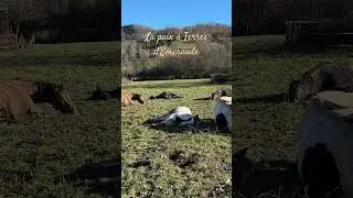 🕊️#spiritualit&eacute; #chevaux #communicationanimale #paixint&eacute;rieure #soin&eacute;nerg&eacute;tique #poulain