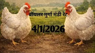 4/1/2025 Aaj ka boiler Murga mandi rate/ Aaj Ka Murga mandi rate