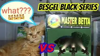 Cupang Besgel Black series super