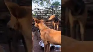 Hunger is a disease. Help us heal #dogs #puppy #shelterdog #supportdog #feedingdogs #shorts #dog