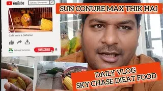 Daily vlog | Indomediabirdsfarm | SKY&CHASE diet food | sunconure max uodate | #indomediabirdsfarm