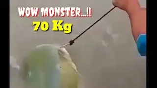 Wow....!! Mancing baung terbesar | Big Monster Catfish Catch 70 kg