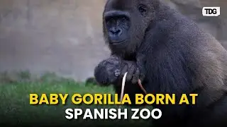 Baby gorilla born in Spanish zoo delights visitors today