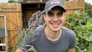 How To Harvest, Prune and Dry Lavender, The Easy Way