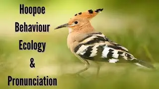 Hoopoe Behavior, Ecology, and Pronunciation