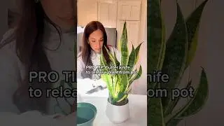 Don&rsquo;t pot directly onto ceramic pots, here&rsquo;s why 😵&zwj;💫 #houseplants #plantcare #repotting