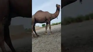 Cute Baby and beautiful camel #shorts #shortviral #subscribe #clamdown #shortvideo