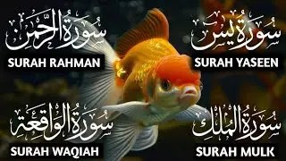 Amazing Surah Yaseen Recitation, Surah Rahman, Surah Waqiah, Mulk ep 00421 #quranrecitation 