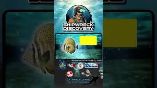 Sailfin Tang in Shipwreck Discovery VR Game
