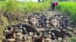 Top Video unique  -During the fishing season, a farmer caught a lot of fish in the rice fields.