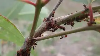 Shield ants (Meranoplus sp.) tending monophlebid scale insects, Northern Territory, Australia