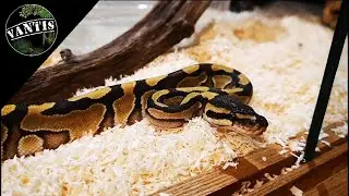 Pyton kr&oacute;lewski Python regius   Terrarium