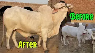 Nukray Ka Before And After Main Kitna Faraq Hain! | SS Tv Cattle Farm Multan |