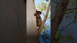 Morialta Falls Walk | Wildlife Along the Trail 🐦🦘🌿 #Morialta #WildlifeShorts #australia