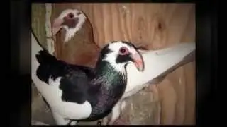 Scandaroon Pigeons For Sale | Scandaroon Pigeon