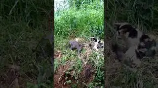 Mother cat definitely giving a warning look 😀😂