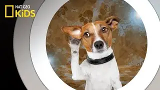How to Speak Dog | National Geographic Kids