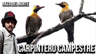 Carpintero campestre (Colaptes campestris campestris) Pica-pau-do-campo, Campo Flicker