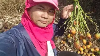 เก็บหมากหาค่าน้ำมันไปถ่ายช้างก่อน