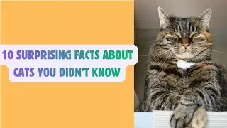 ➡️ 10 Surprising Facts About Cats You Didn&rsquo;t Know