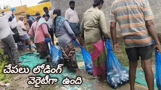 Fish loading soo different today.beautiful climate.subscribe