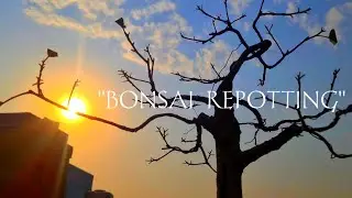 How to make Bonsai tree | Bonsai Passion