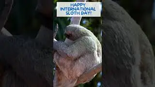 Today we celebrate International Sloth Day! 🦥