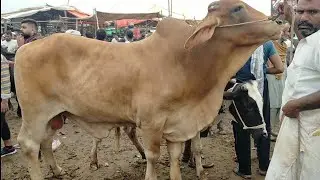Lahore Cow Mandi Pakistan Qurbani 2021 K Low Cost Bachray ? Bakra Mandi 2021 Latest Rates Update