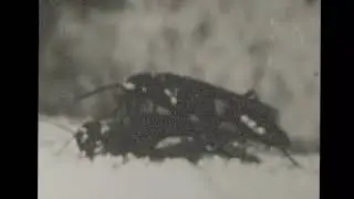 Killers of the Insect World (c. 1930s) &ndash; Public Domain Educational Film