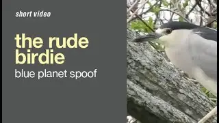 The Rude Bird #shorts #funny #animals