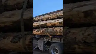 Good Timber‼️ #logger #trending #construction #logginglife #logging #tree #loggerlife #loggingtruck