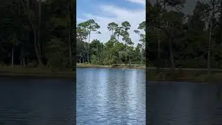 Pelicans at Star Lake